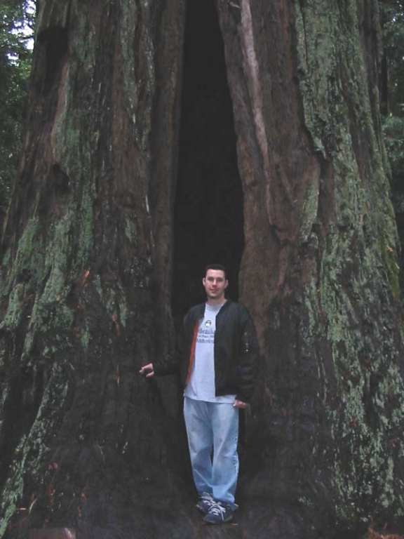 tree2.jpg